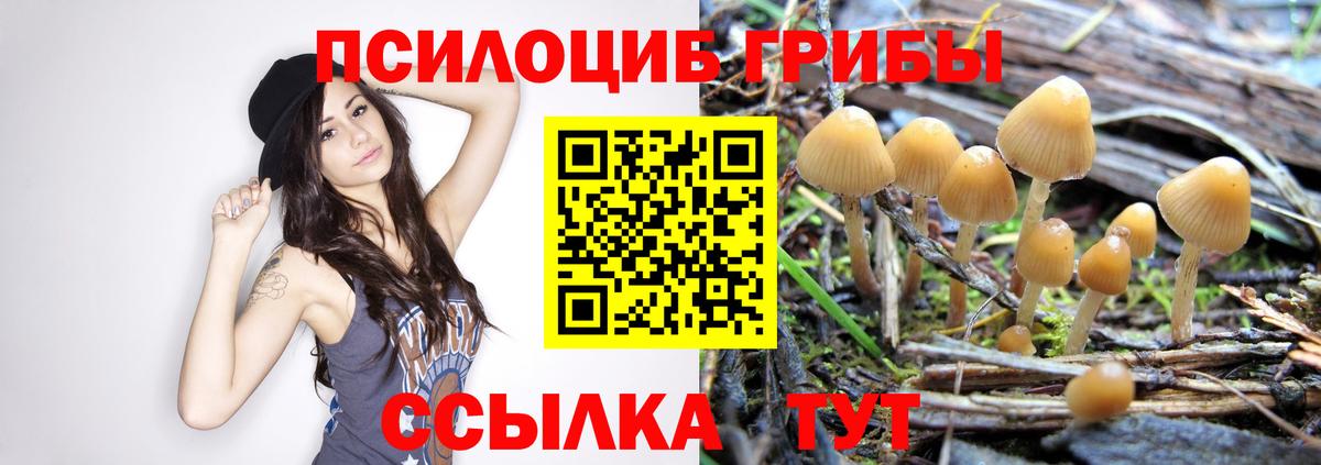 Мирный  Псилоцибиновые грибы мицелий  Вход с VPN 